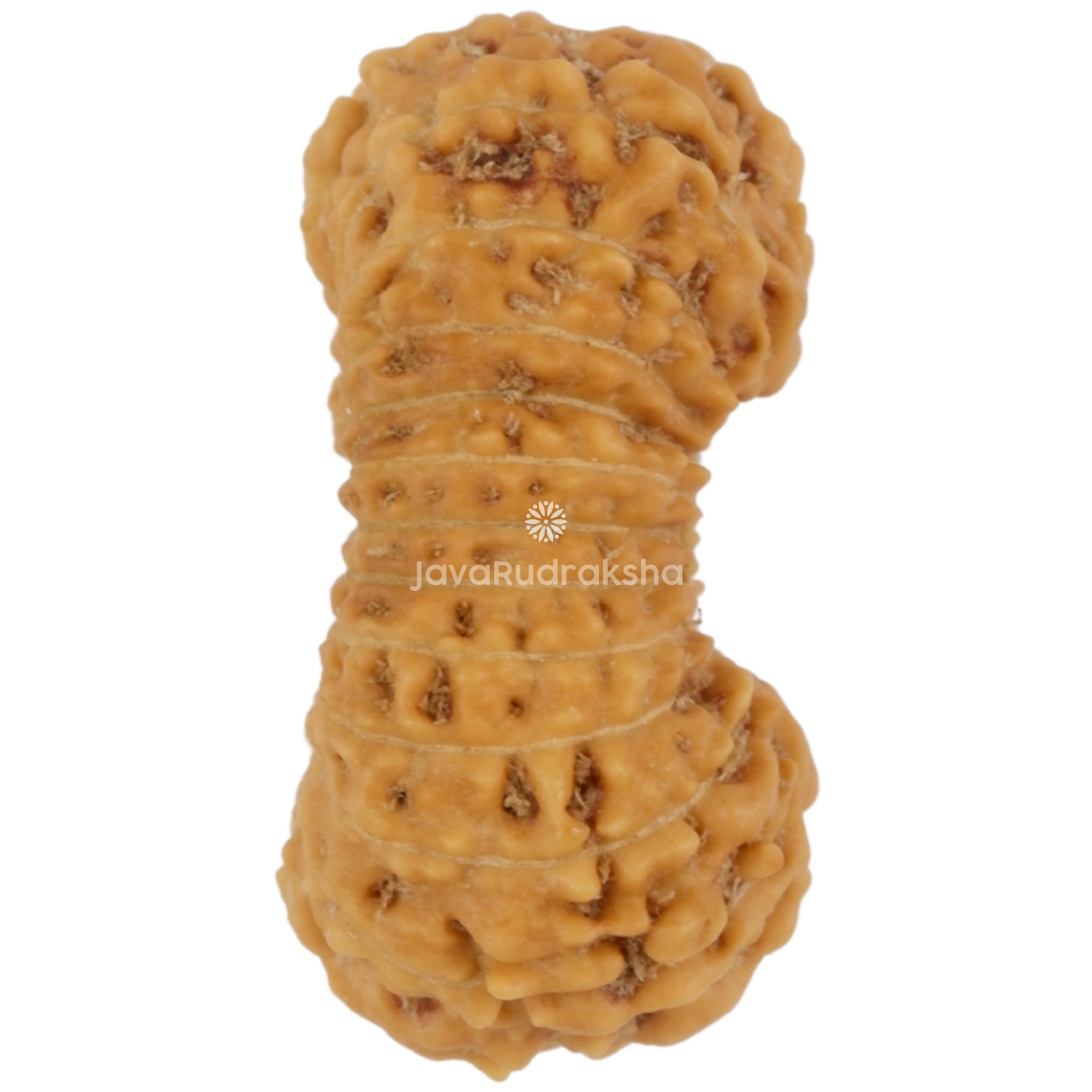 24 Mukhi Java Rudraksha 16.41 mm right side angle