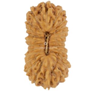 24 Mukhi Java Rudraksha 16.41 mm top view