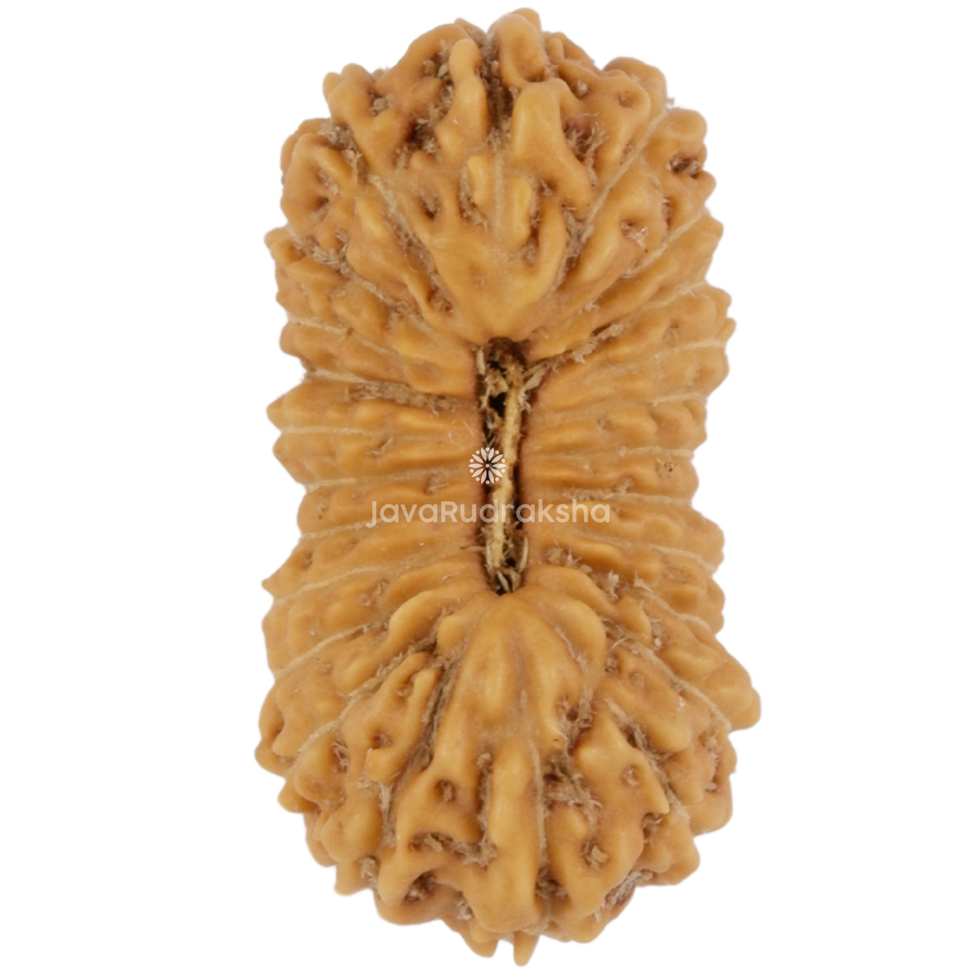 24 Mukhi Java Rudraksha 16.41 mm top view