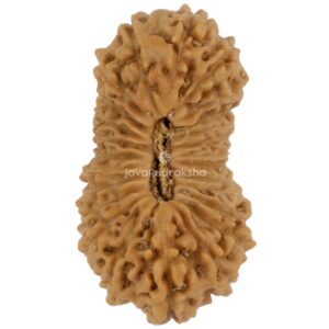 25 Mukhi Java Rudraksha 23.16 mm top view