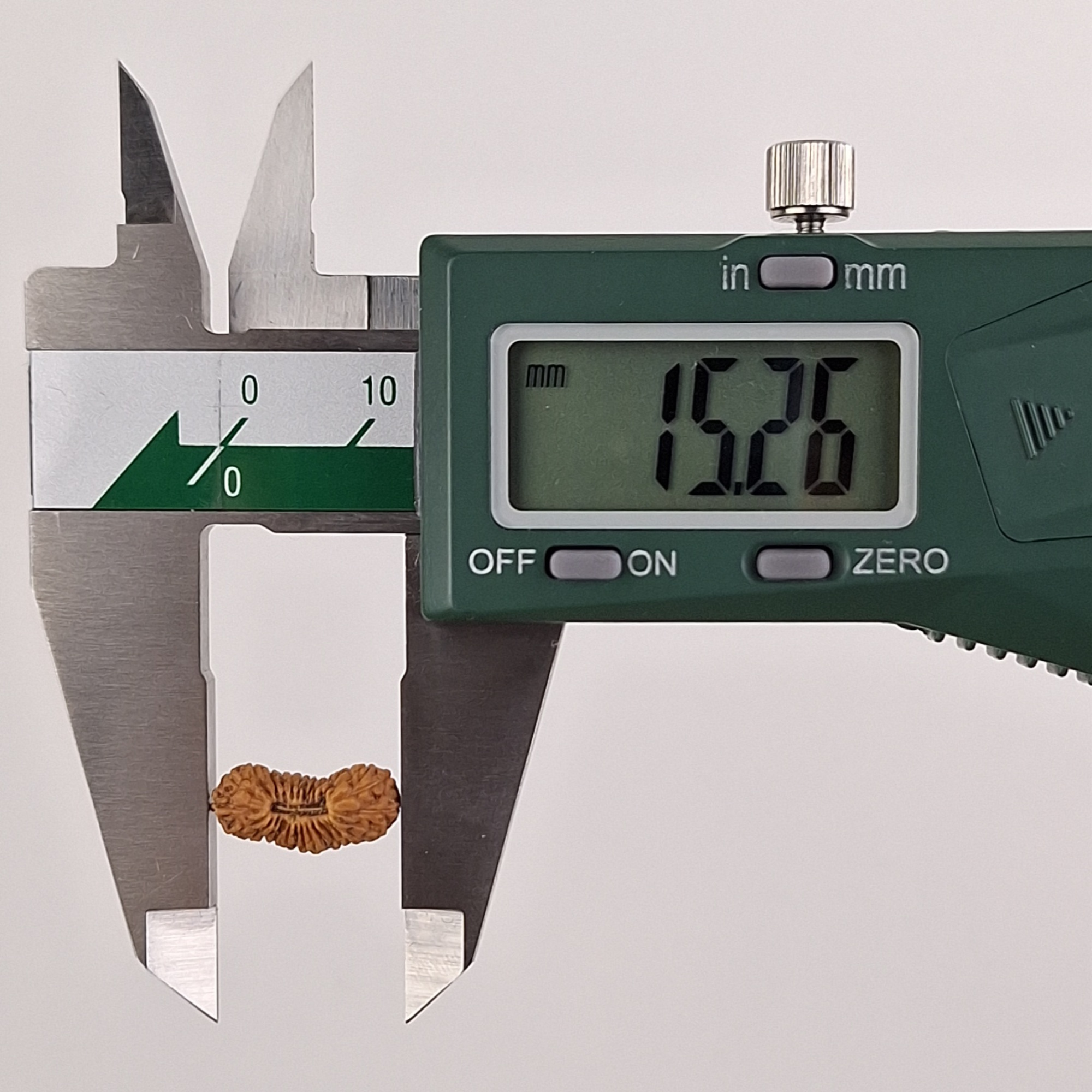 28 Mukhi Java Rudraksha 15.26 mm length measurement