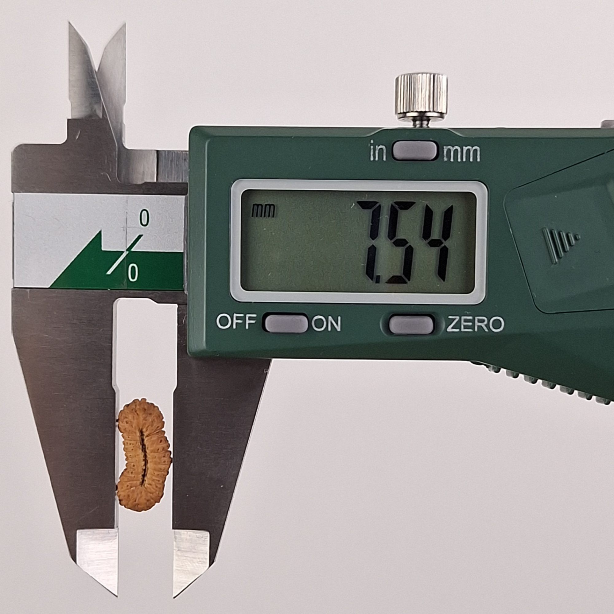 28 Mukhi Java Rudraksha 7.54 mm width measurement