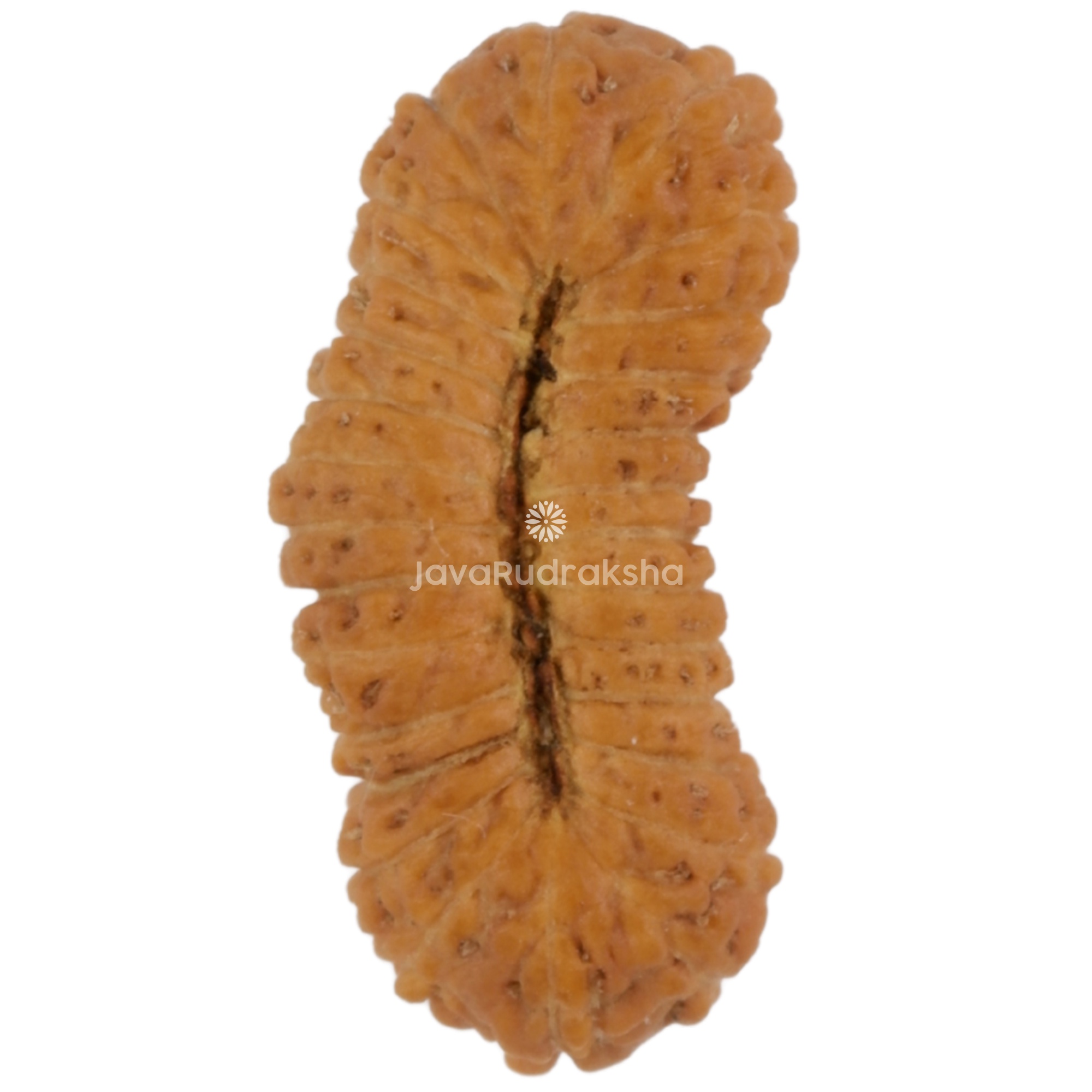28 Mukhi Java Rudraksha 15.26 mm bottom view