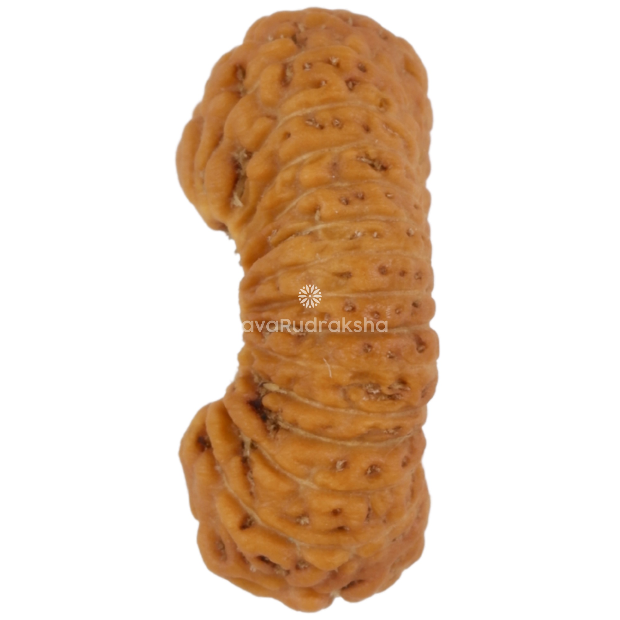 28 Mukhi Java Rudraksha 15.26 mm left side angle