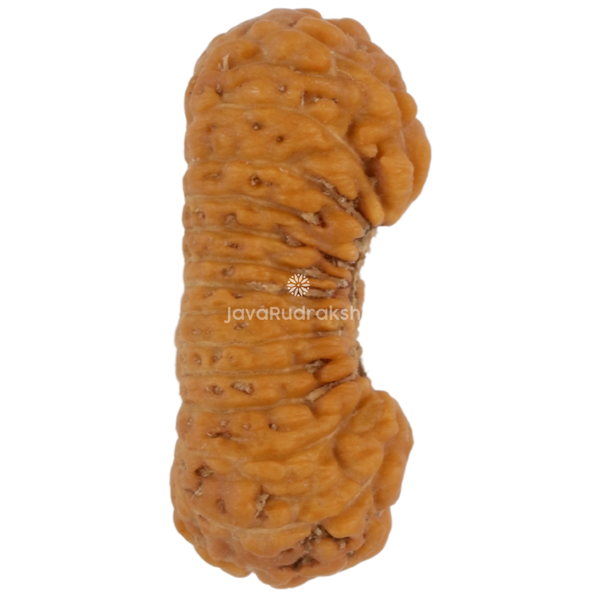 28 Mukhi Java Rudraksha 15.26 mm right side angle