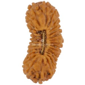 28 Mukhi Java Rudraksha 15.26 mm top view