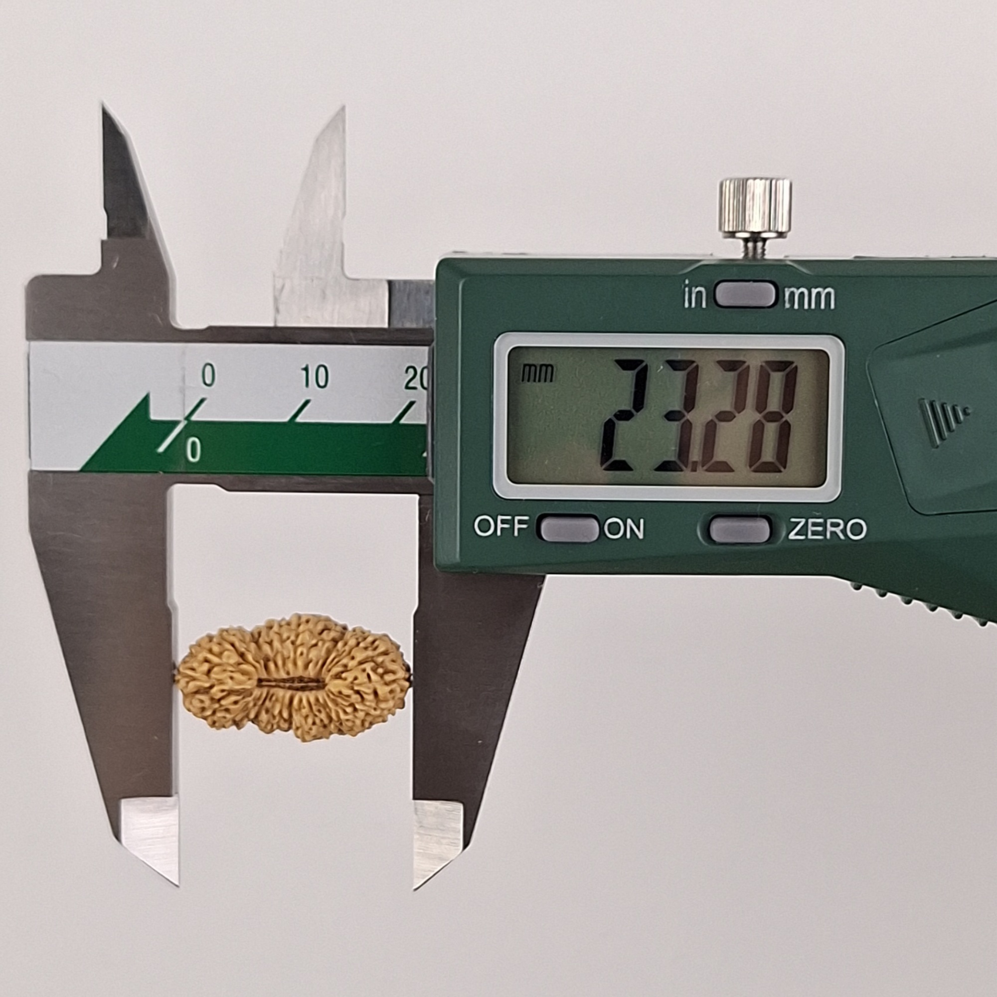 28 Mukhi Java Rudraksha 23.28 mm length measurement