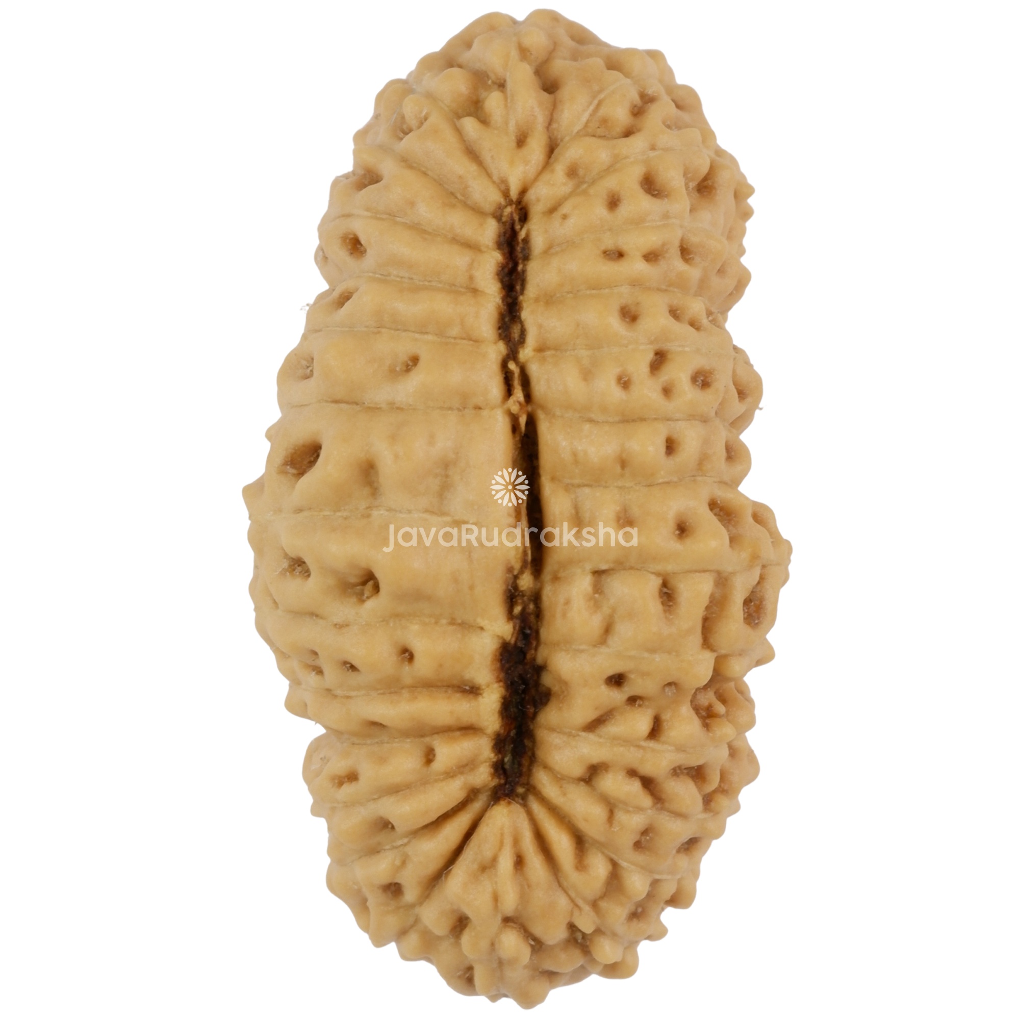 28 Mukhi Java Rudraksha 23.28 mm bottom view