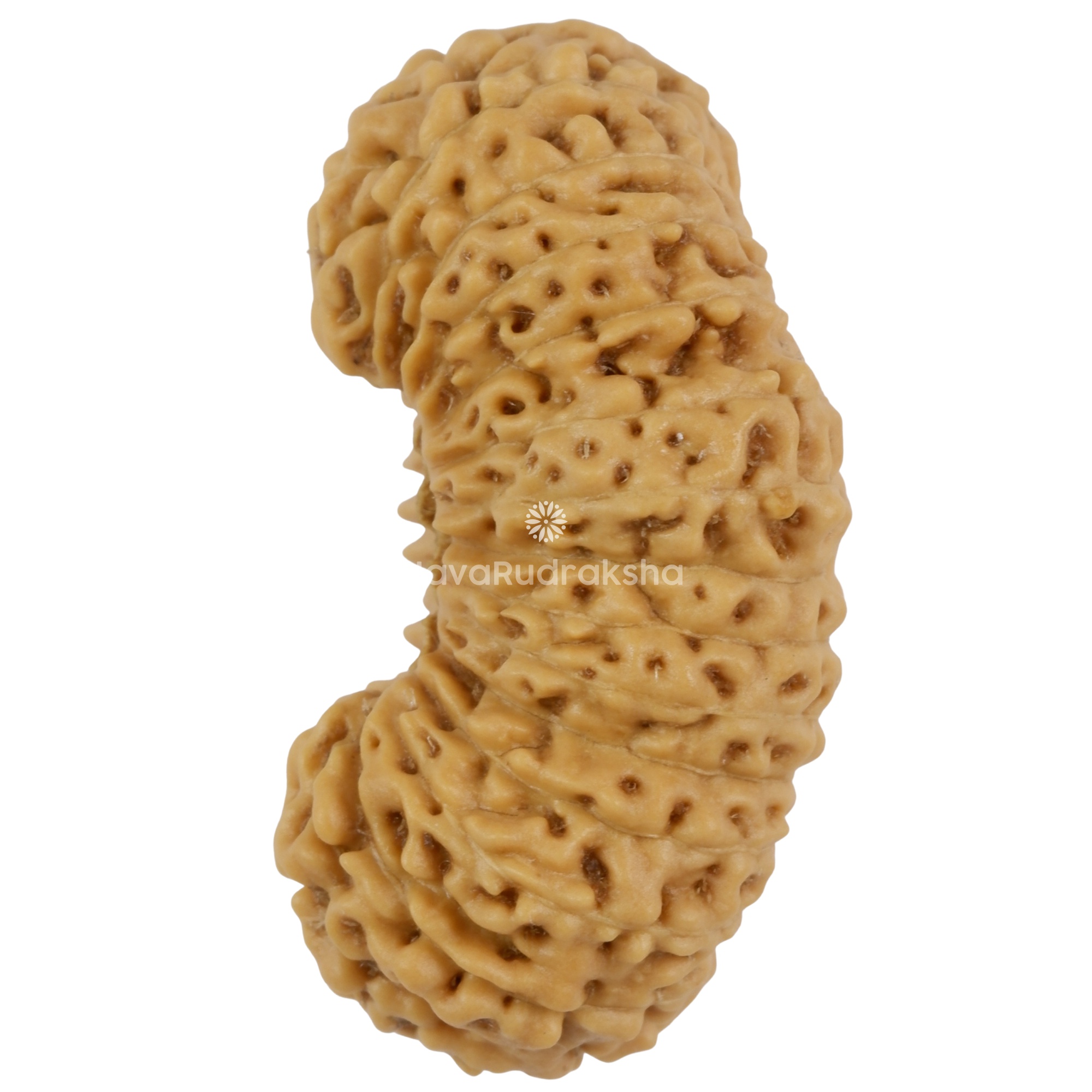 28 Mukhi Java Rudraksha 23.28 mm left side angle