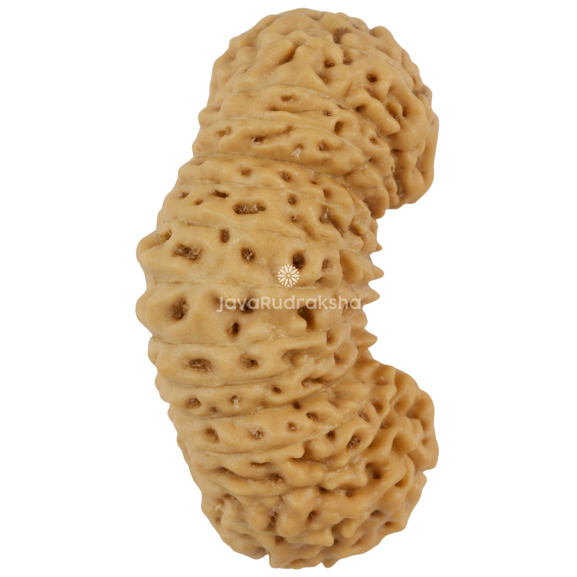 28 Mukhi Java Rudraksha 23.28 mm right side angle