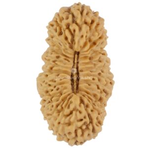 28 Mukhi Java Rudraksha 23.28 mm top view