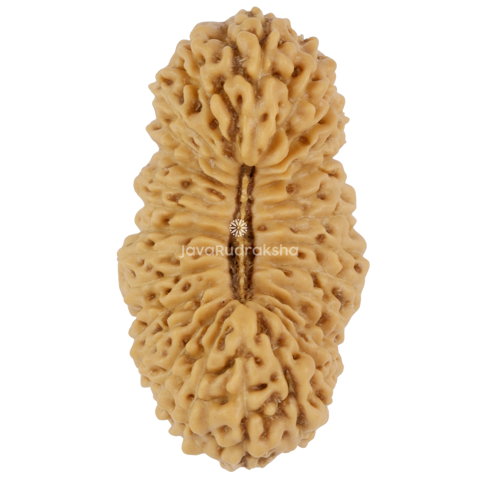28 Mukhi Java Rudraksha 23.28 mm top view