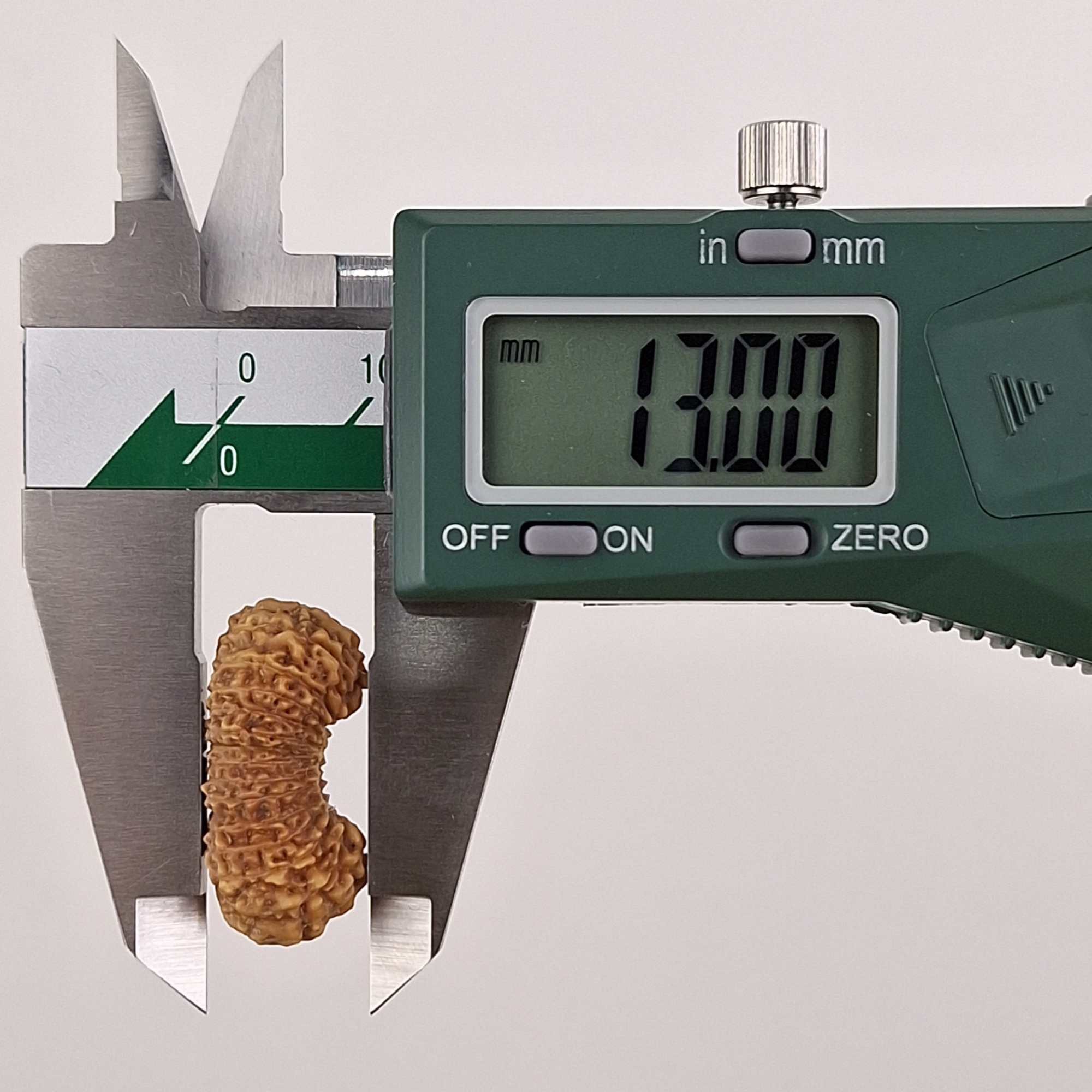 28 Mukhi Java Rudraksha 13.00 mm depth measurement