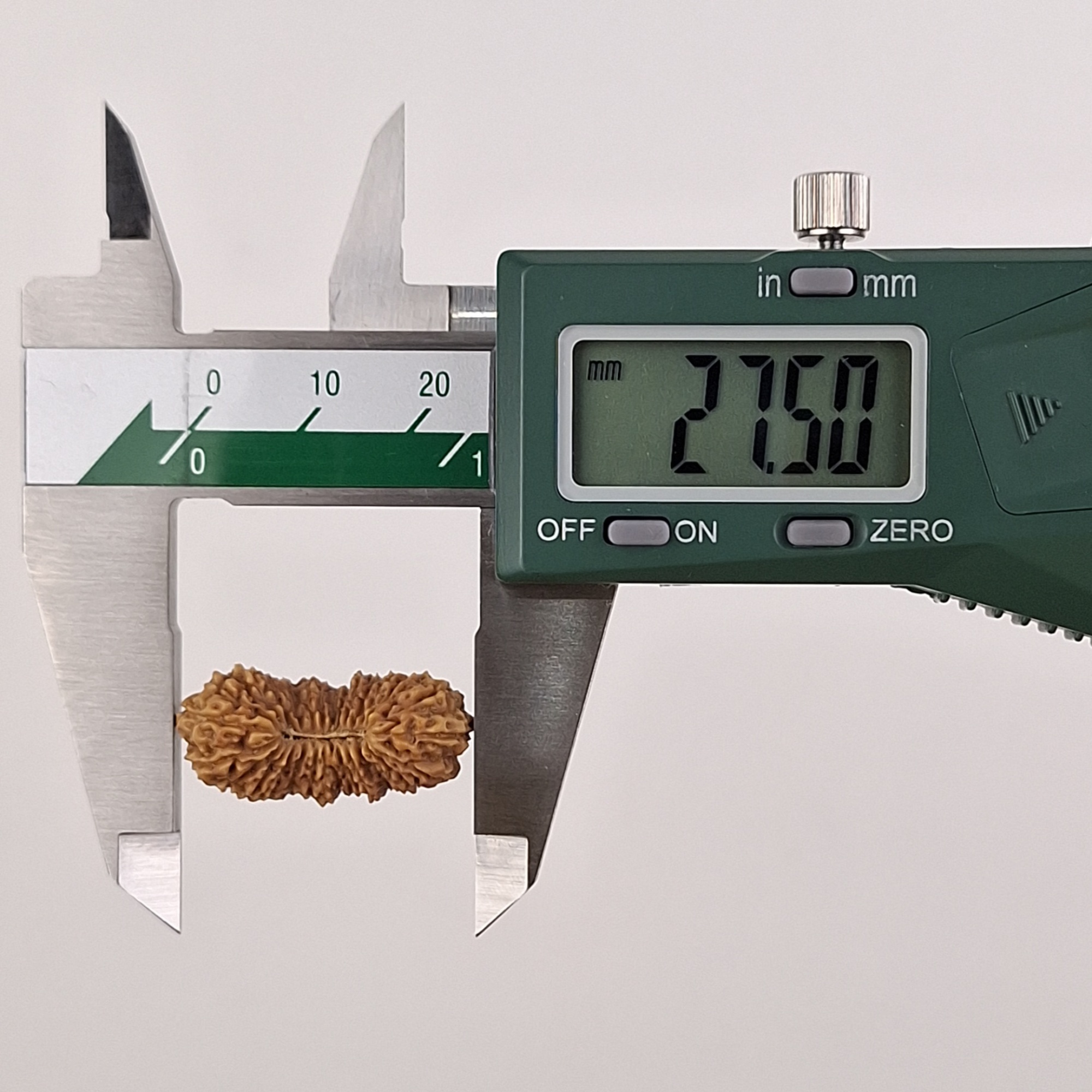 28 Mukhi Java Rudraksha 27.50 mm length measurement