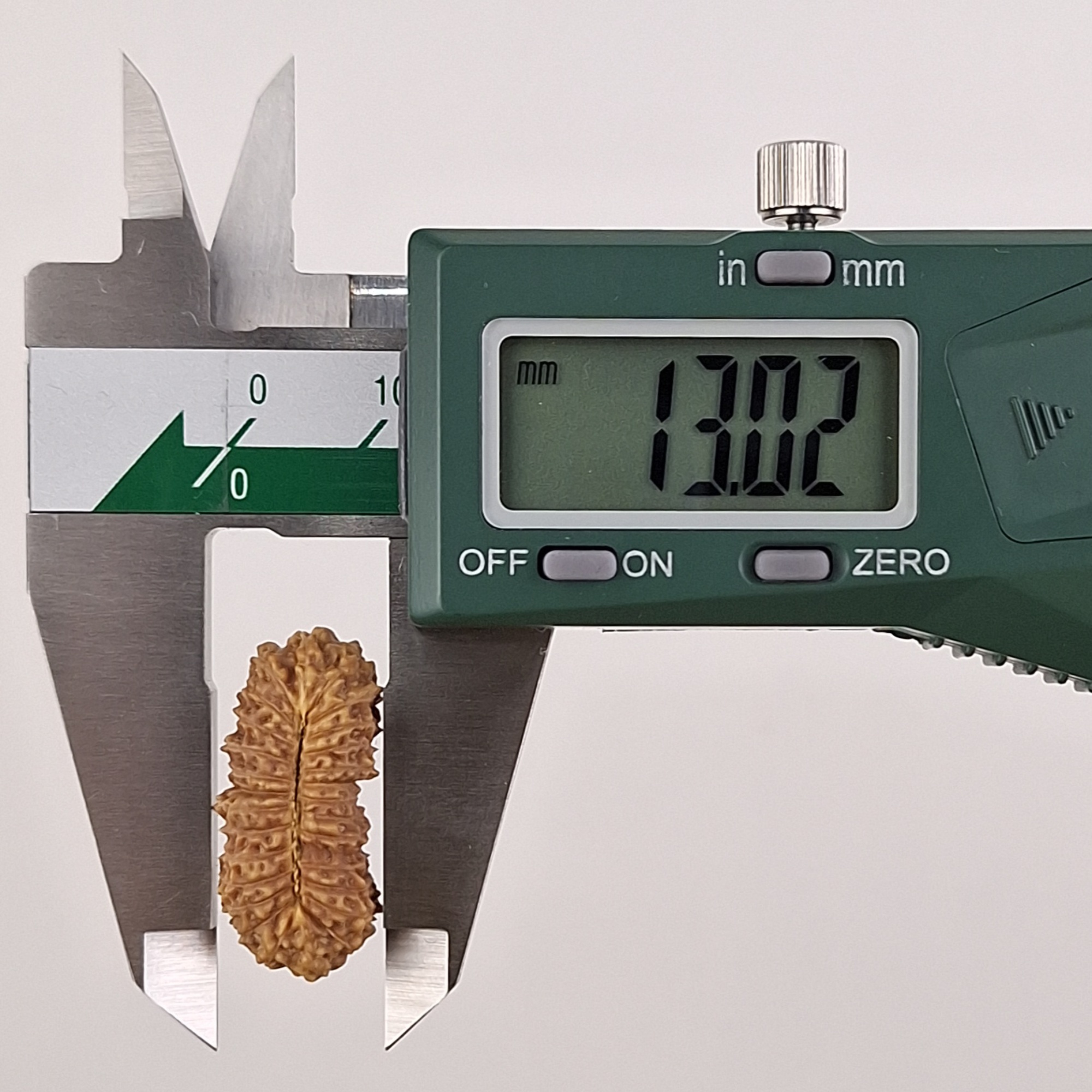 28 Mukhi Java Rudraksha 13.02 mm width measurement