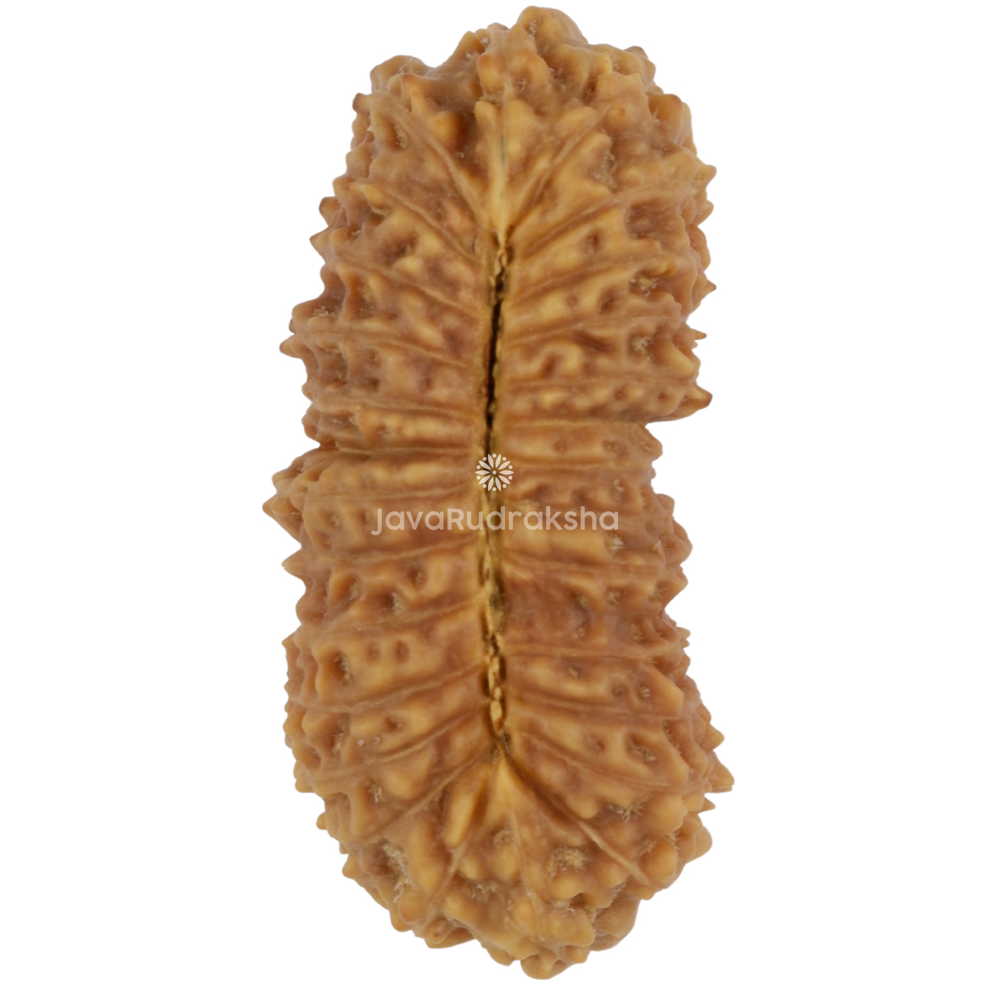 28 Mukhi Java Rudraksha 27.50 mm bottom view