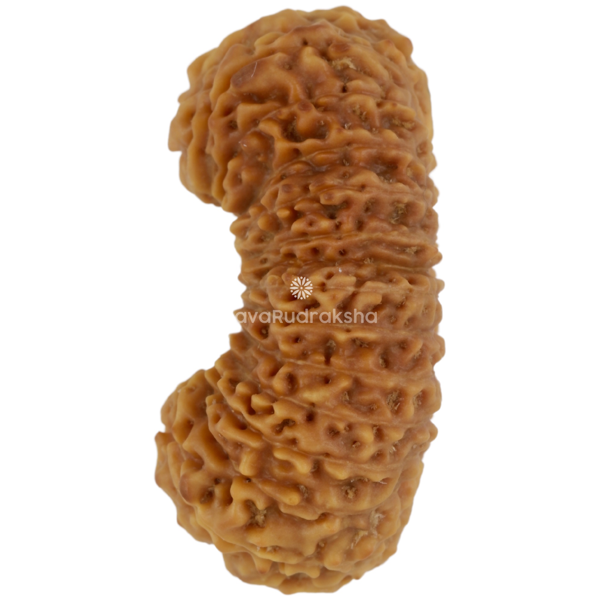 28 Mukhi Java Rudraksha 27.50 mm left side angle