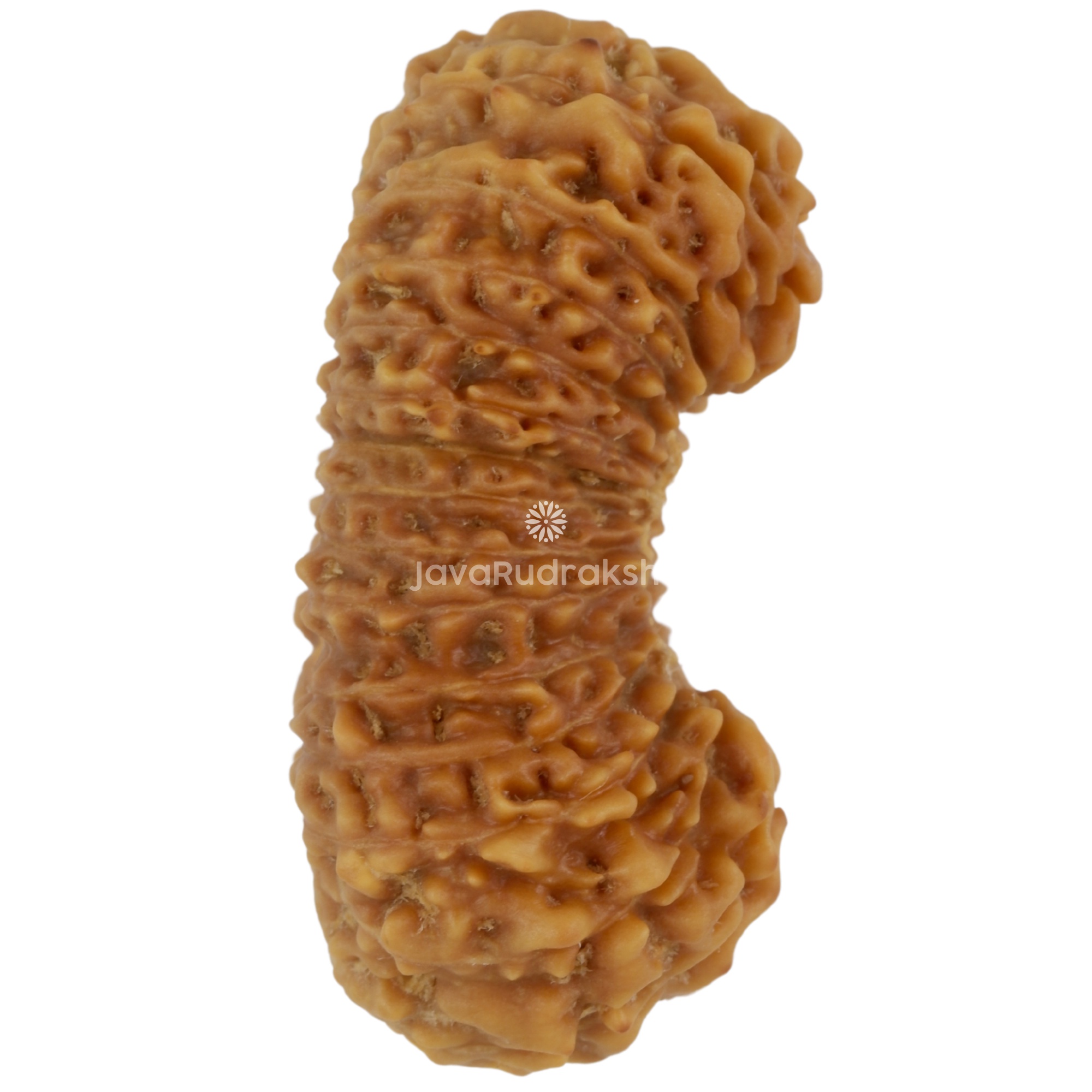 28 Mukhi Java Rudraksha 27.50 mm right side angle