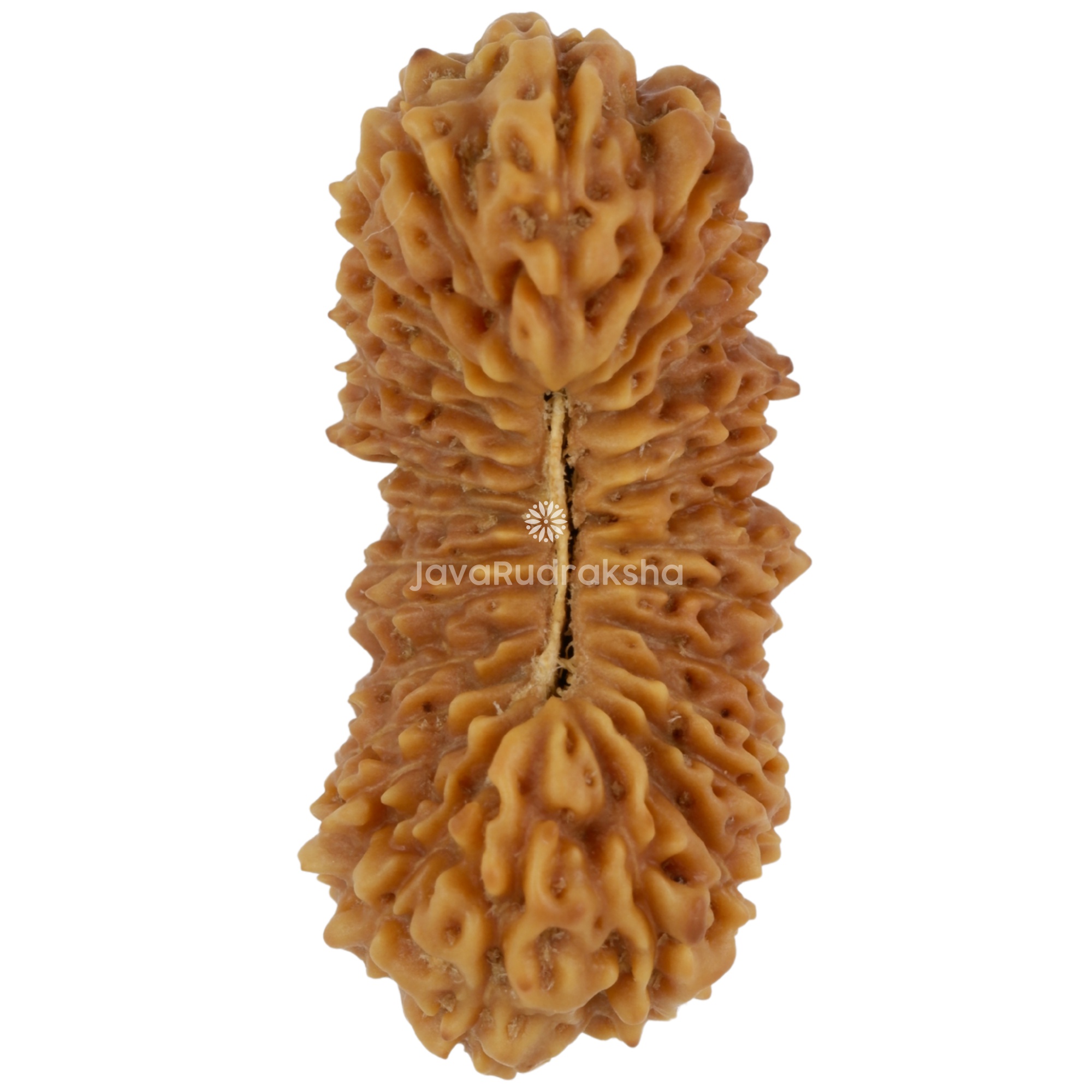 28 Mukhi Java Rudraksha 27.50 mm top view
