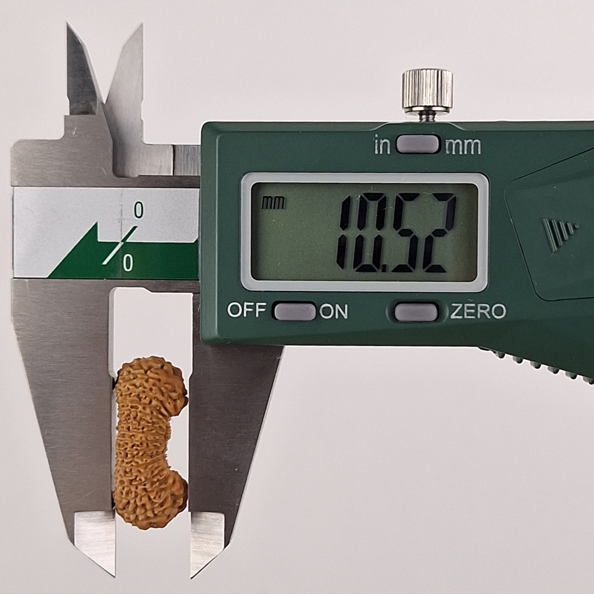 31 Mukhi Java Rudraksha 10.52 mm depth measurement