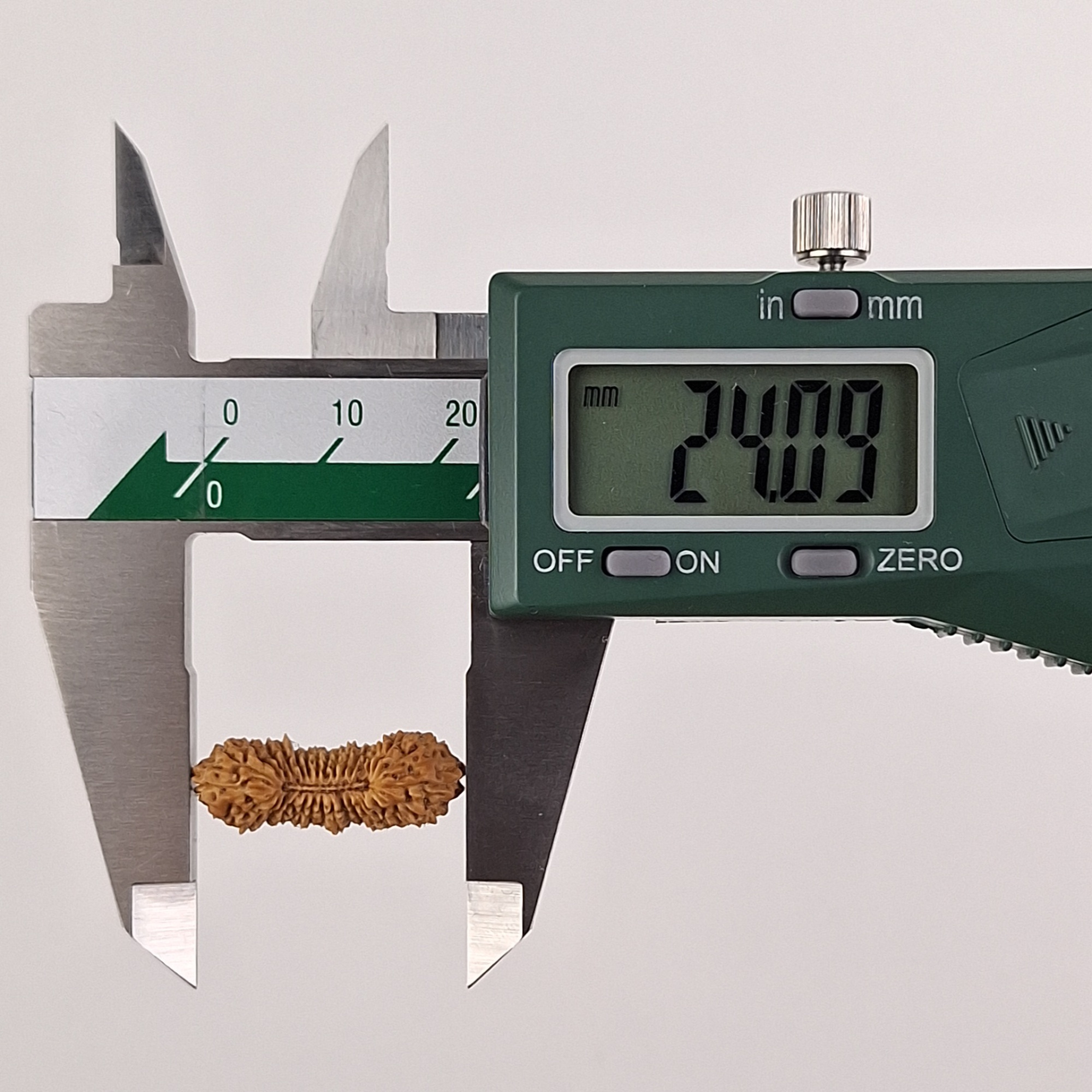 31 Mukhi Java Rudraksha 24.09 mm length measurement