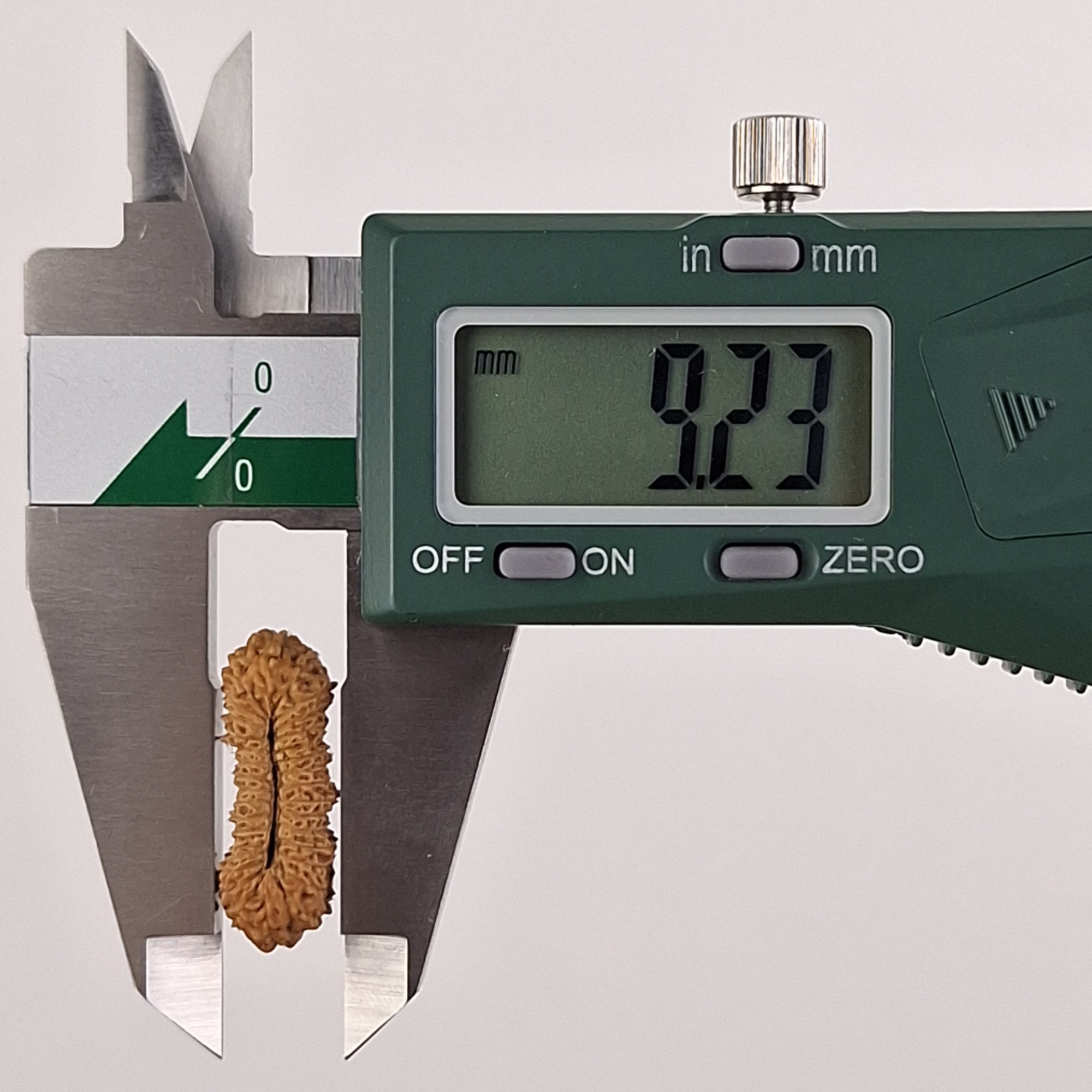 31 Mukhi Java Rudraksha 9.23 mm width measurement