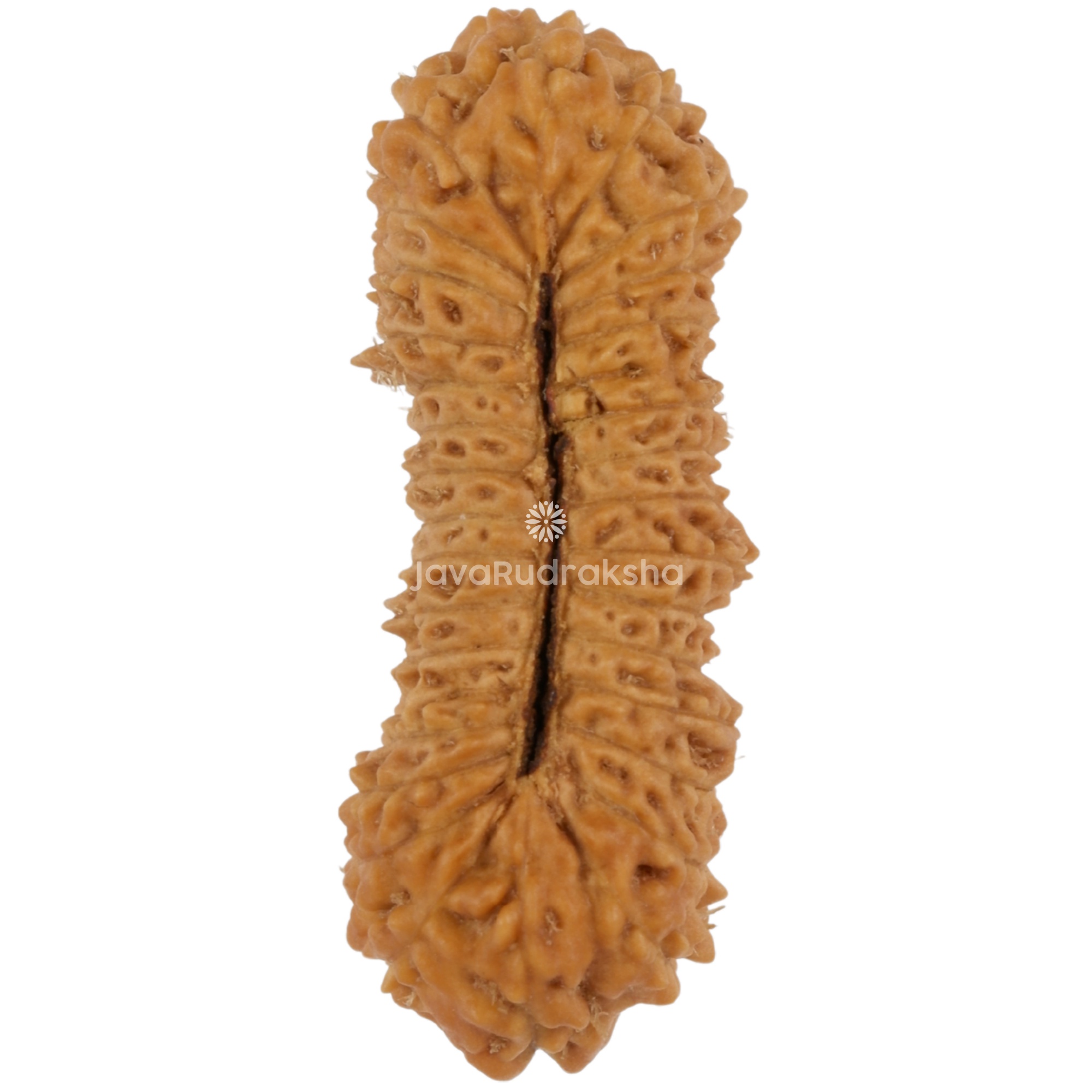 31 Mukhi Java Rudraksha 24.09 mm bottom view