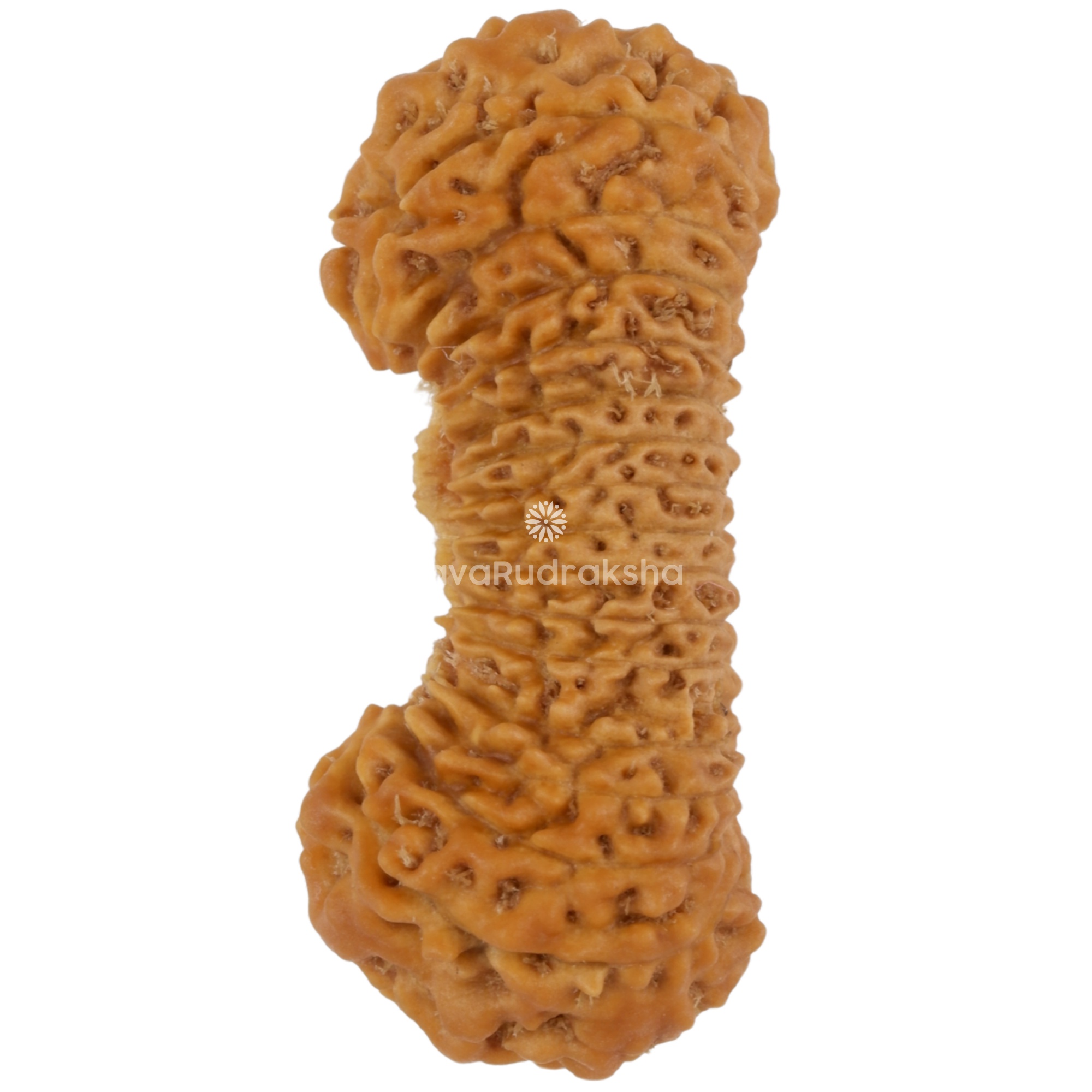 31 Mukhi Java Rudraksha 24.09 mm left side angle