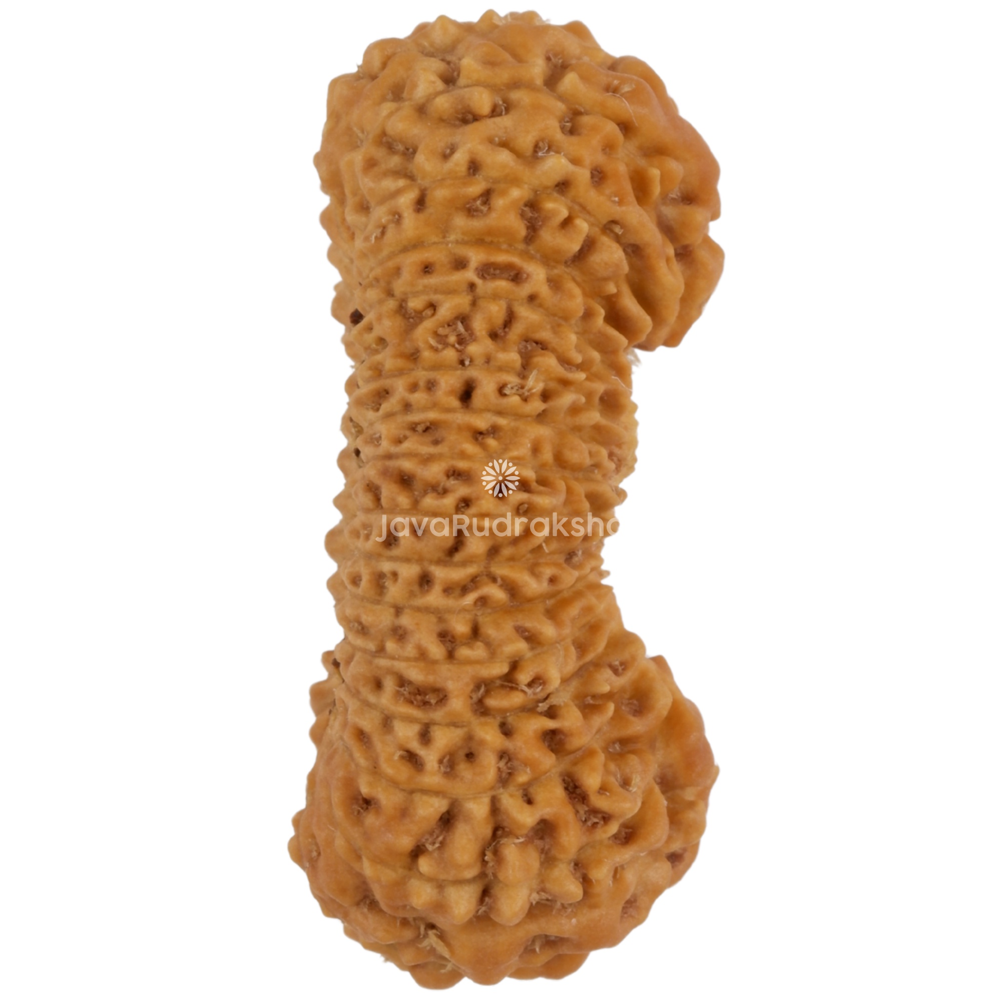 31 Mukhi Java Rudraksha 24.09 mm right side angle