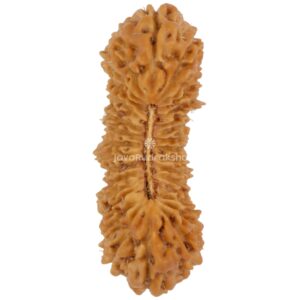 31 Mukhi Java Rudraksha 24.09 mm top view