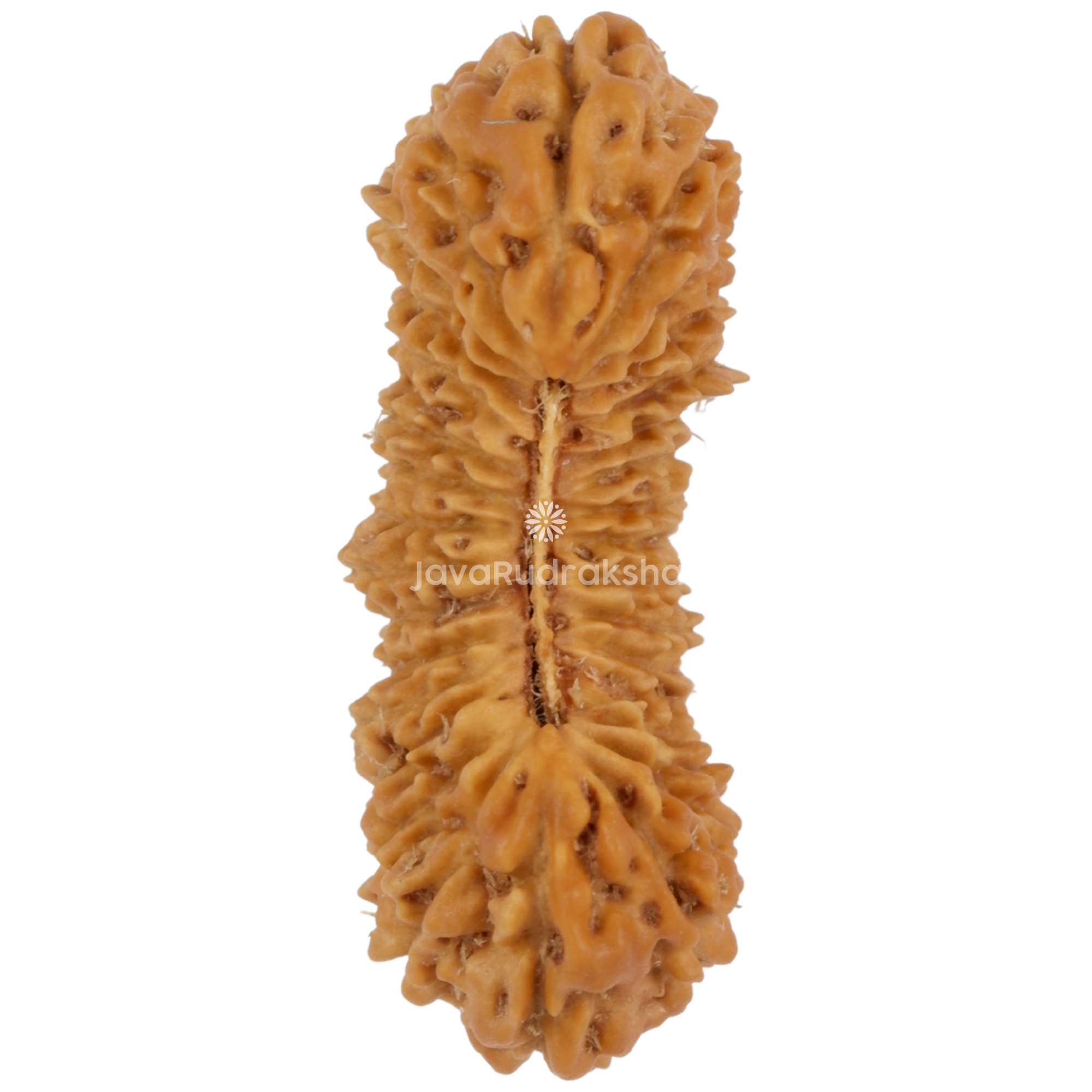 31 Mukhi Java Rudraksha 24.09 mm top view