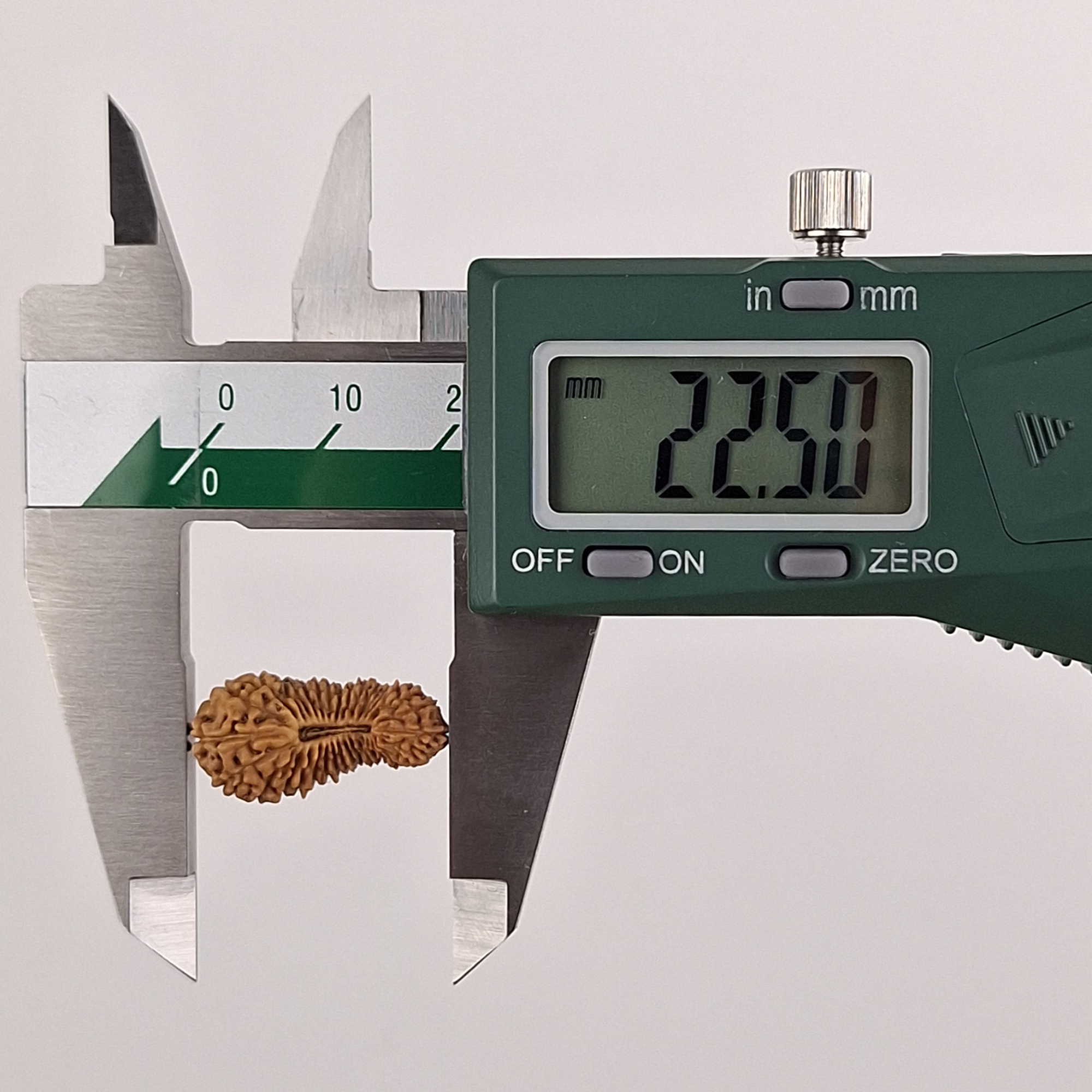 32 Mukhi Java Rudraksha 22.50 mm length measurement