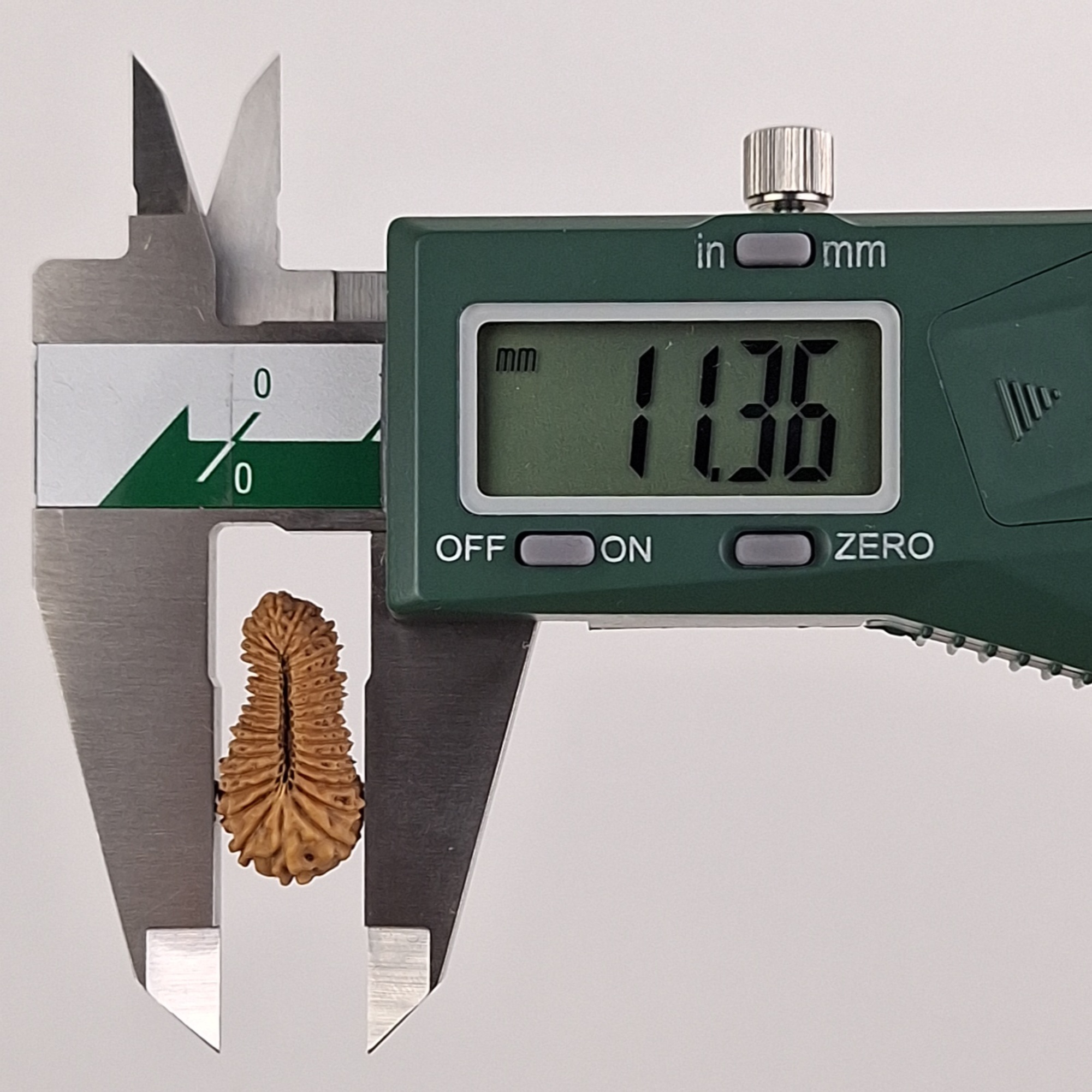 32 Mukhi Java Rudraksha 11.36 mm width measurement