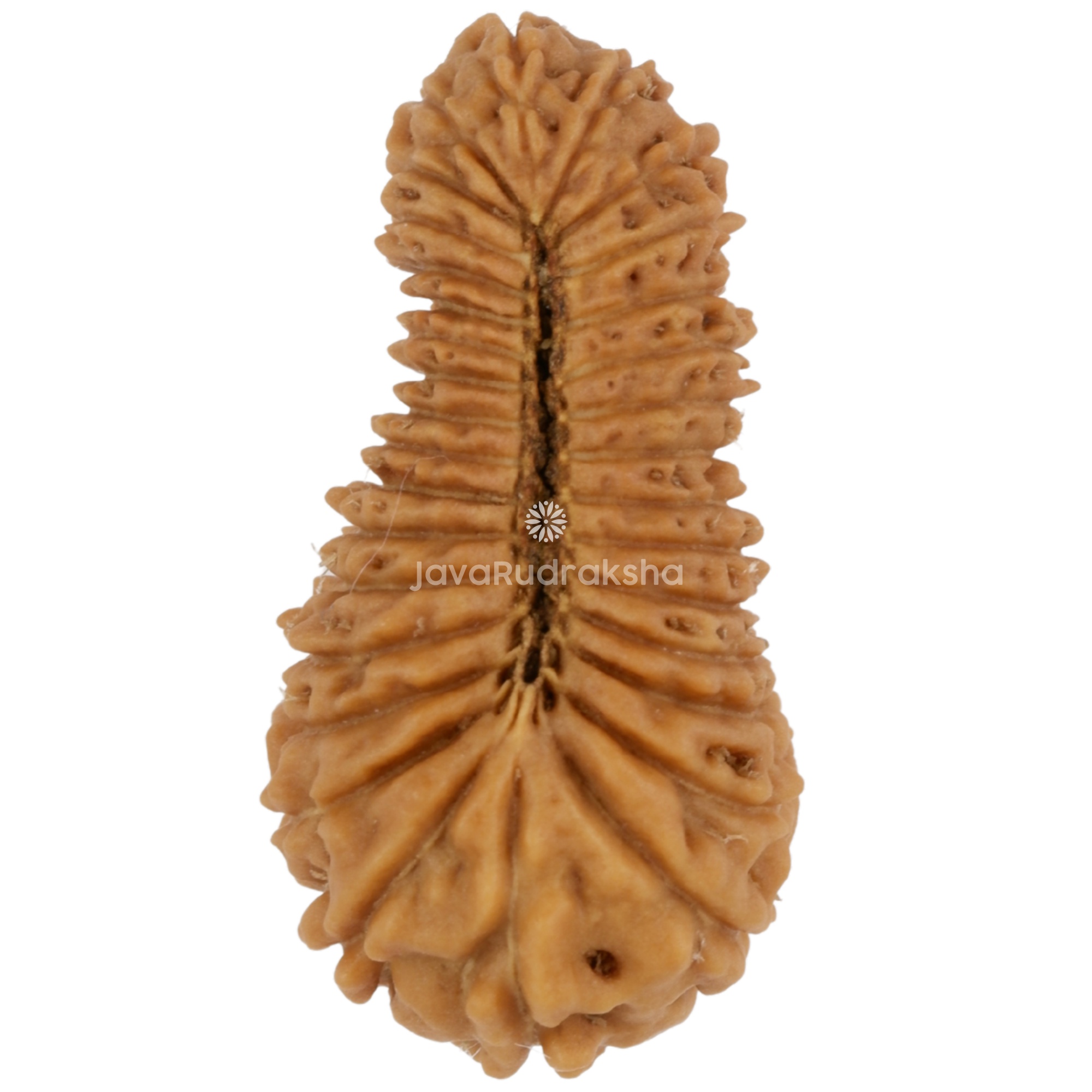 32 Mukhi Java Rudraksha 22.50 mm bottom view