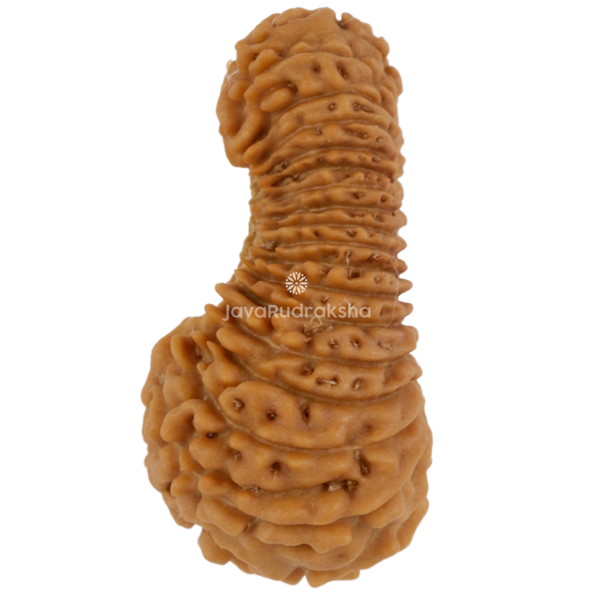 32 Mukhi Java Rudraksha 22.50 mm left side angle