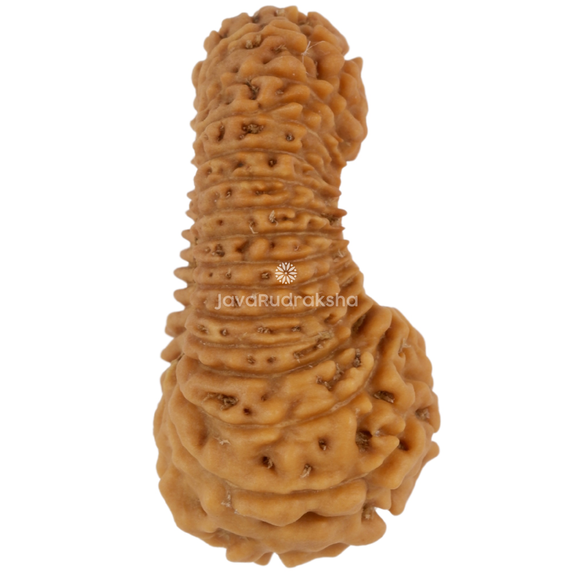 32 Mukhi Java Rudraksha 22.50 mm right side angle