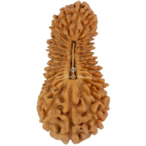 32 Mukhi Java Rudraksha 22.50 mm top view