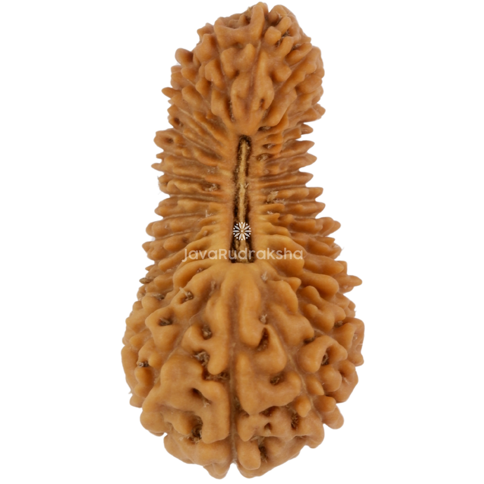 32 Mukhi Java Rudraksha 22.50 mm top view