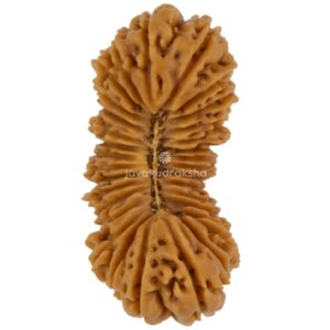 32 Mukhi Java Rudraksha 23.90 mm top view