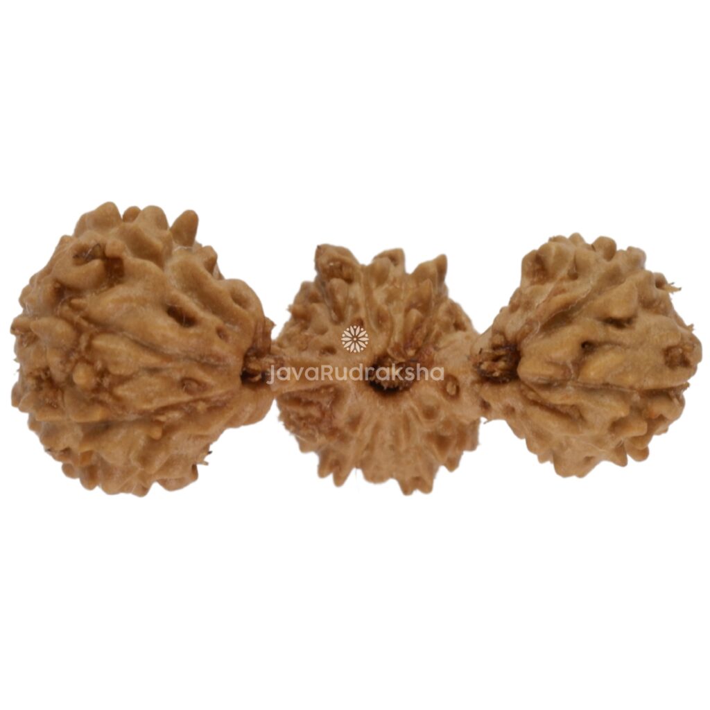 Trijuti Java Rudraksha 14.77 mm top view