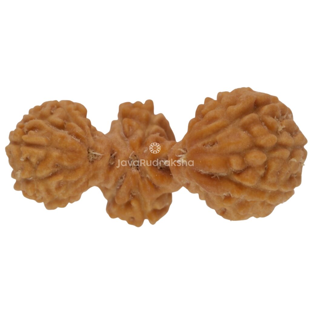 Trijuti Java Rudraksha 15.63 mm top view