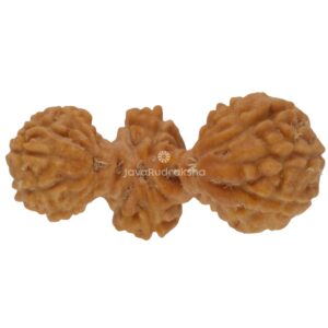 Trijuti Java Rudraksha 15.63 mm top view