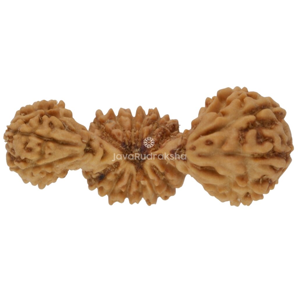 Trijuti Java Rudraksha 16.83 mm top view