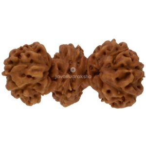 Trijuti Java Rudraksha 18.95 mm top view