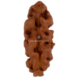 1 Mukhi Java Rudraksha 15.32 mm front view
