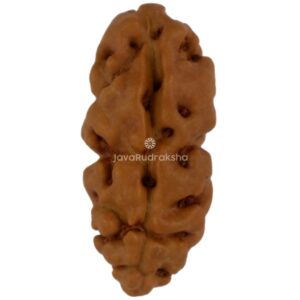 1 Mukhi Java Rudraksha 15.39 mm front view