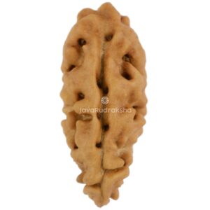 1 Mukhi Java Rudraksha 17.02 mm front view