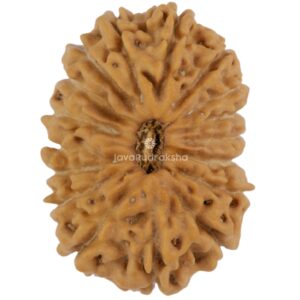 17 Mukhi Java Rudraksha 21.06 mm top view