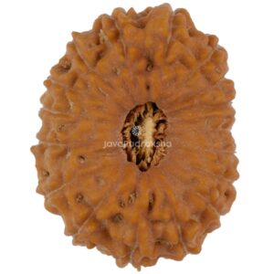 17 Mukhi Java Rudraksha 22.21 mm top view