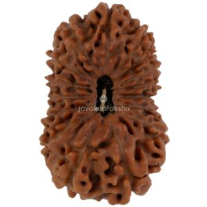 17 Mukhi Java Rudraksha 23.55 mm top view